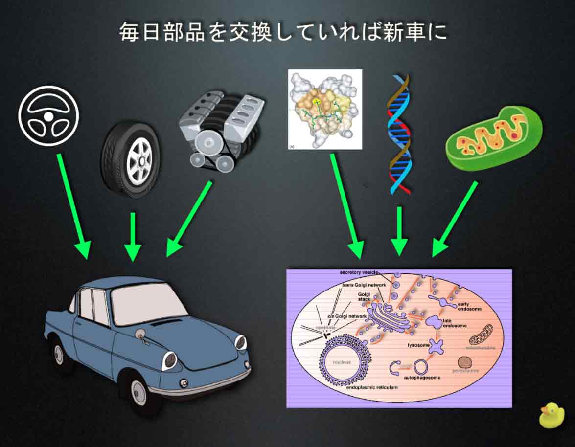 人間 の 細胞 入れ替わり